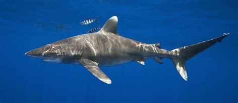 Endangered Species Spotlight: Oceanic Whitetip - Sharkophile