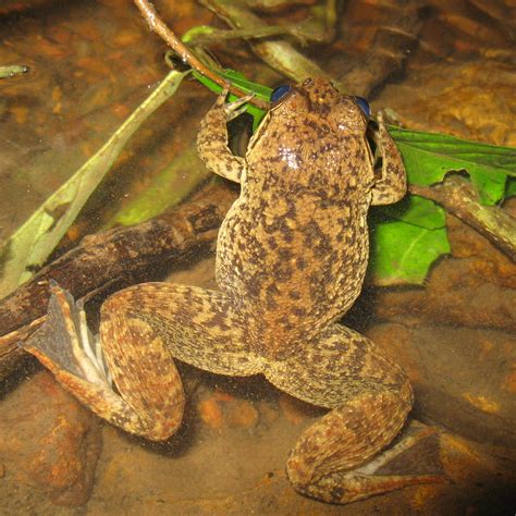 Endangered frogs no match for planned dynamite blast next …