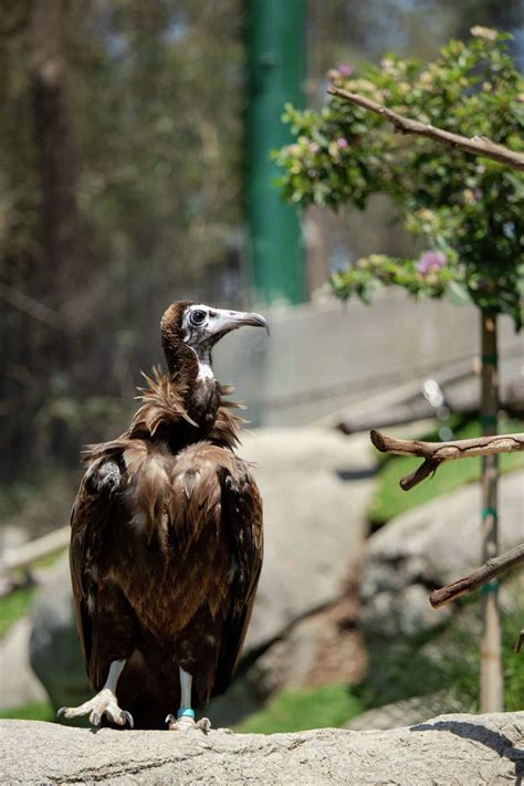 Endangered hooded vulture escapes from Oakland zoo after aviary was hit by fallen tree