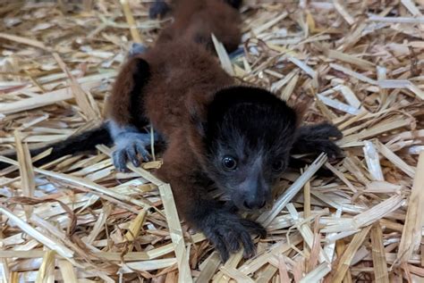 Endangered lemurs born at San Jose’s Happy Hollow Park & Zoo