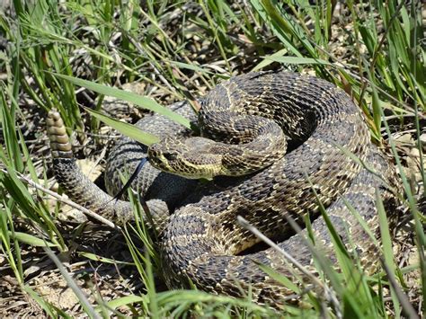 Endangered rattlesnakes spotted in Chesapeake: "Just leave it …