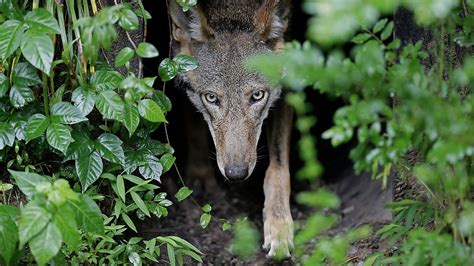 Endangered red wolves need space to stay wild. But there’s another predator in the way  –  humans
