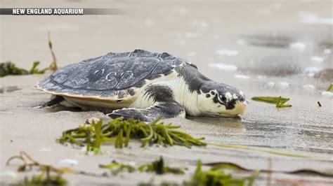 Endangered sea turtles released back into wild after months of treatment