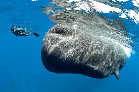 Endangered sperm whales now have their first protected area in the Caribbean island of Dominica