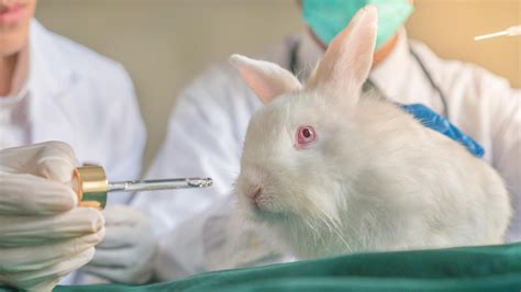 Ending animal testing for good