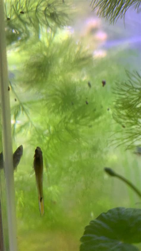 Endler tetra floating vertically and won’t move from this ... - Reddit