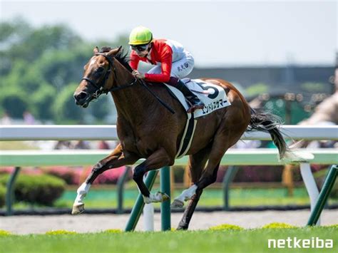 Endless Chatter Horse Pedigree