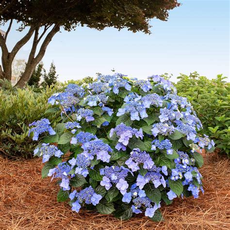 Endless Summer® Pop Star® Hydrangea Care & Growing Guide