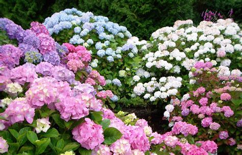 Endless summer hydrangea care. Endless Summer's heavy reblooming nature warrants a single nutritional boost in early summer. Use a granular, slow-release fertilizer with a higher middle number. Avoid high nitrogen; it inhibits blooms. Work about 1/2 cup of 15-30-15 fertilizer into the soil around each established plant; read the label on your fertilizer for specific ... 