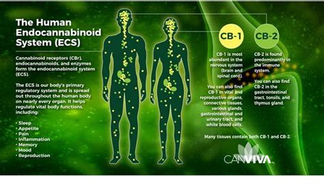 Endocannabinoid system research.  The ECS comprises a vast network of chemical...