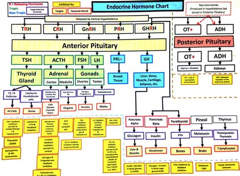 Endocrine Hormone Flow Chart Flowchart Examples