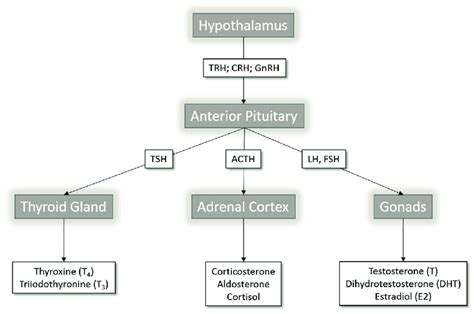 Endocrine Hormones Flow Chart