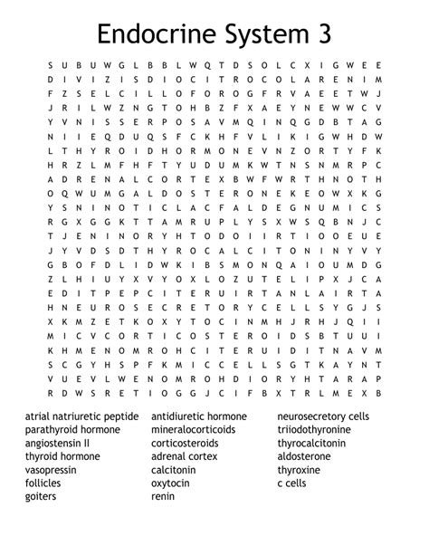 Endocrine System 3 Word Search WordMint