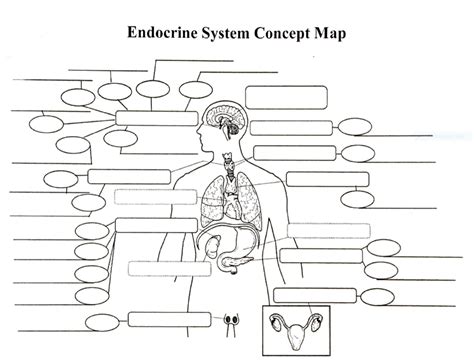 Endocrine System Concept Map Application of t...
