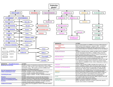 Endocrine System Hormone Flow Chart