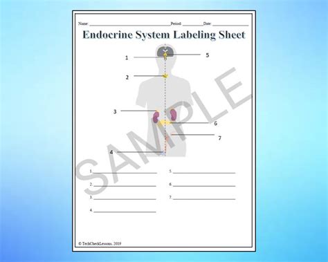 Endocrine System Labeling Worksheet Science Editable DIGITAL DOWNLOAD