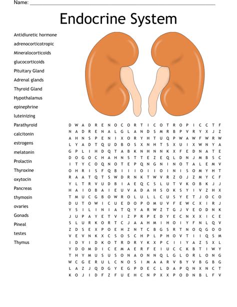 Endocrine System Worksheet WordMint