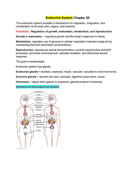 Endocrine System study guide answers