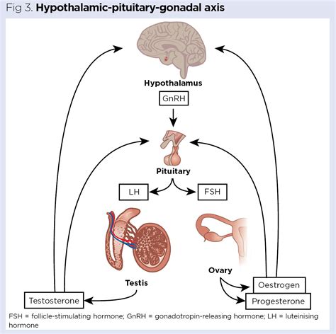 Endocrine system 7 ovaries and testes, placenta (pregnancy) Nursing