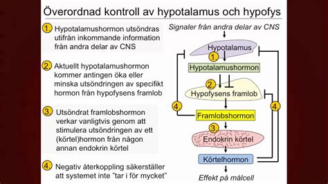 Endokrina systemet