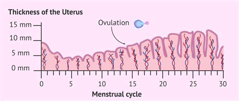 Endometrium Size During Ovulation