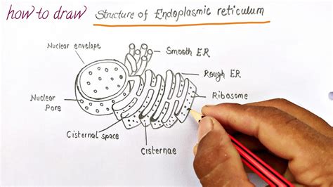 Endoplasmic Reticulum Drawing Easy