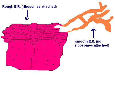 Endoplasmic Reticulum Tutorial Sophia Learning