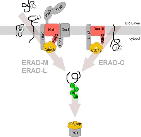 Endoplasmic Reticulum-Associated Degradation (ERAD) of