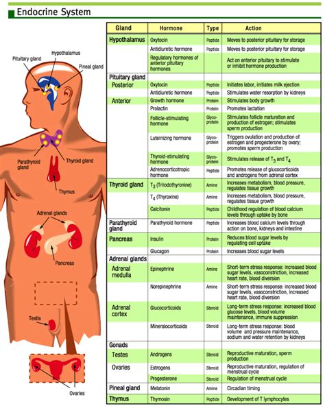 Endorcine notes.pdf - Body Systems Basics: Endocrine