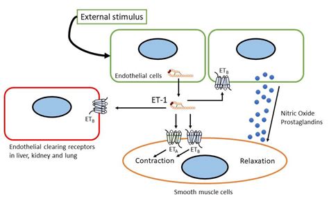 Activation of endothelin receptors differentially directs lineage-specific differentiation of ET1-pretreated ASCs and BMSCs. . Endothelin