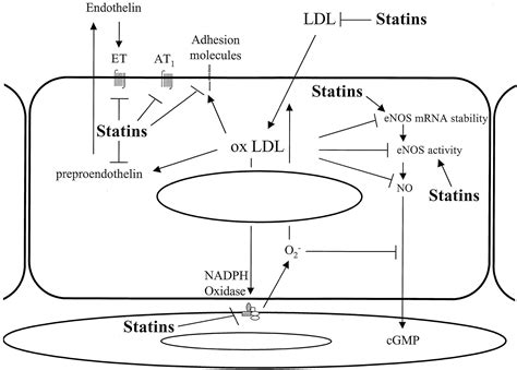 Endothelium-Dependent Effects of Statins Arteriosclerosis, …