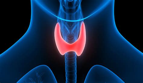 Endothyroid. Things To Know About Endothyroid. 
