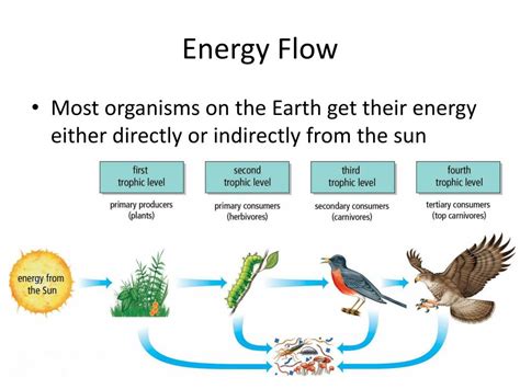 Energy Flow In Ecosystem Ppt: Unlock Your Creativity with Free Downloadable PPT Templates image 1