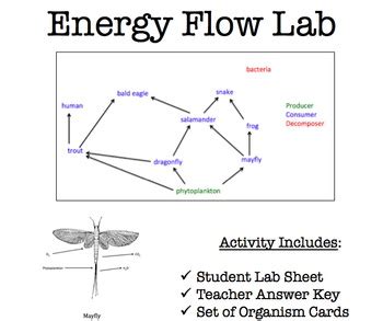 Energy Flow Lab Activity Teaching Resources TPT