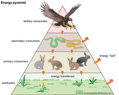 Energy Flow in Ecosystem Food Chain,Food Web and Energy Pyramids