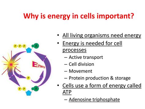 Energy in cells