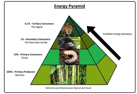 The tropical rainforest energy pyramid starts with the producers, which are plants that use photosynthesis to create energy from sunlight. These producers are eaten by primary consumers, such as herbivores and omnivores, which in turn are eaten by secondary consumers, such as carnivores.