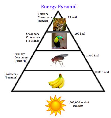 -pyramid of energy shows the flow of energy from one trophic level to the next in a community-units if pyramid of energy is kJm-2yr-1-bar width is proportional to the energy stored in the biomass in that trophic level and decreases as you go up each level-the first or lowest trophic level is producers-the second level is primary consumers .... 