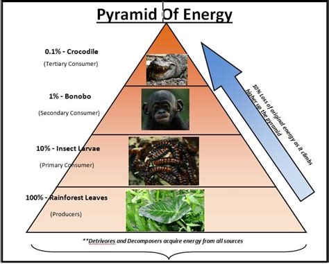 Energy pyramid rainforest. In the mid-1950s, H. T. Odum carried out a detailed study of the trophic structure of a freshwater spring and its resulting stream in central Florida. Dividing the organisms in the spring into producers (plants), herbivores, carnivores, top-level carnivores, and decomposers, Odum produced the biomass pyramid shown in Figure 13.1.In this case the amount of plankton present was minimal and was ... 