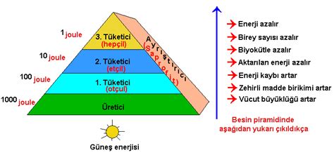 Enerji piramidi ile ilgili bilgiler