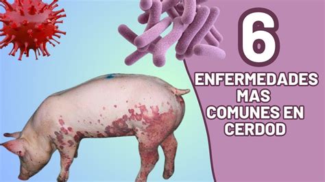 Enfermedades del cerdo vol. - Insanity elite nutrition guide print out.