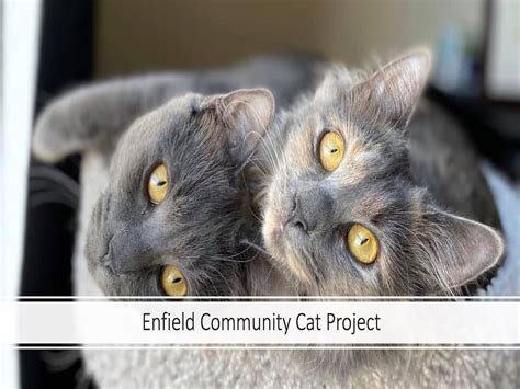 Enfield community cat project. Enfield Community Cat Project is a non-profit organization that rescues, fosters and adopts cats in need. Learn about their adoptable cats, donation options, wishlist items and meet the team. 