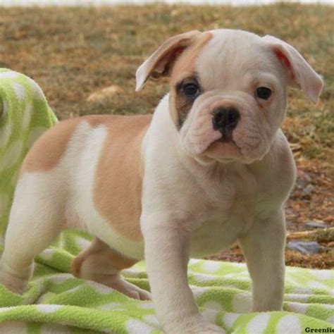 Engam Bulldog Puppies For Sale