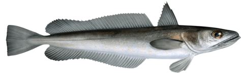 Engelska på kummel fisk