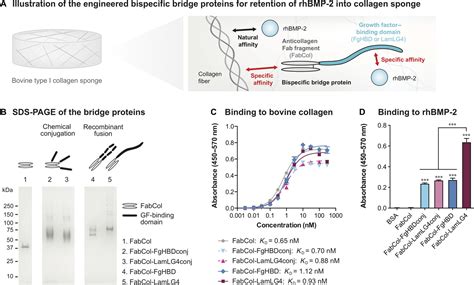 Engineered bridge protein with dual affinity for bone …