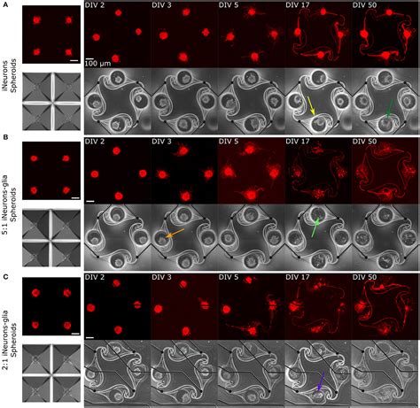 Engineering circuits of human iPSC-derived neurons and rat …