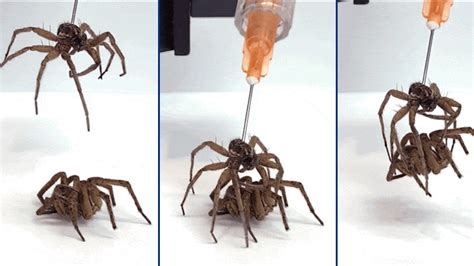 Engineers put a dead spider to work — as a robot - Science News …