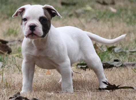 English American Bulldog Mix Puppies For Sale