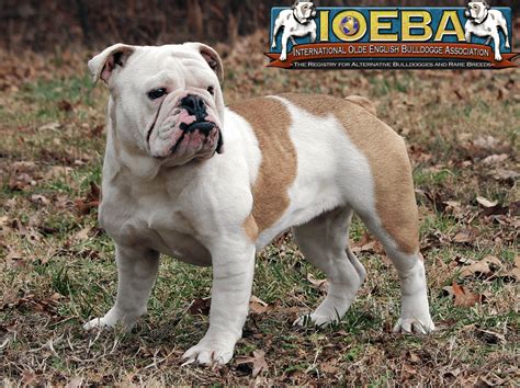 English Bantam Bulldog Puppies For Sale
