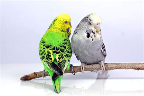 English Budgie Care Guide: Size, Personality, Lifespan and Price